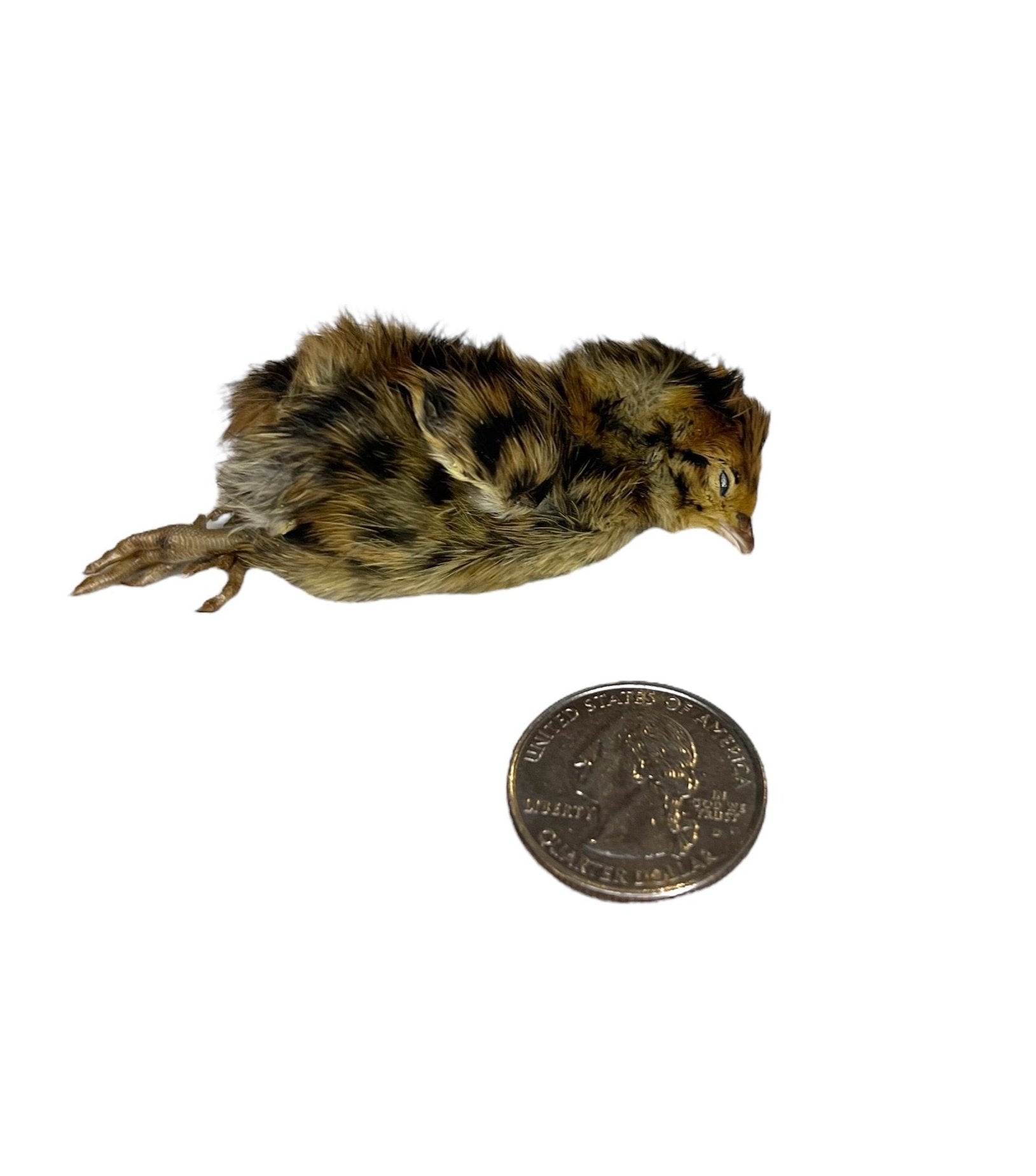 Freeze Dried Whole Prey Quail Chicks